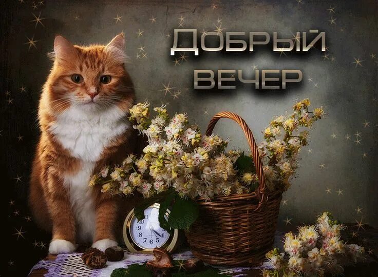 Картинки добрый вечер октября с животными Блестяшки для вас, для радости глаз.(гифки) - 1. Анимация моя, всё для вас, мои 
