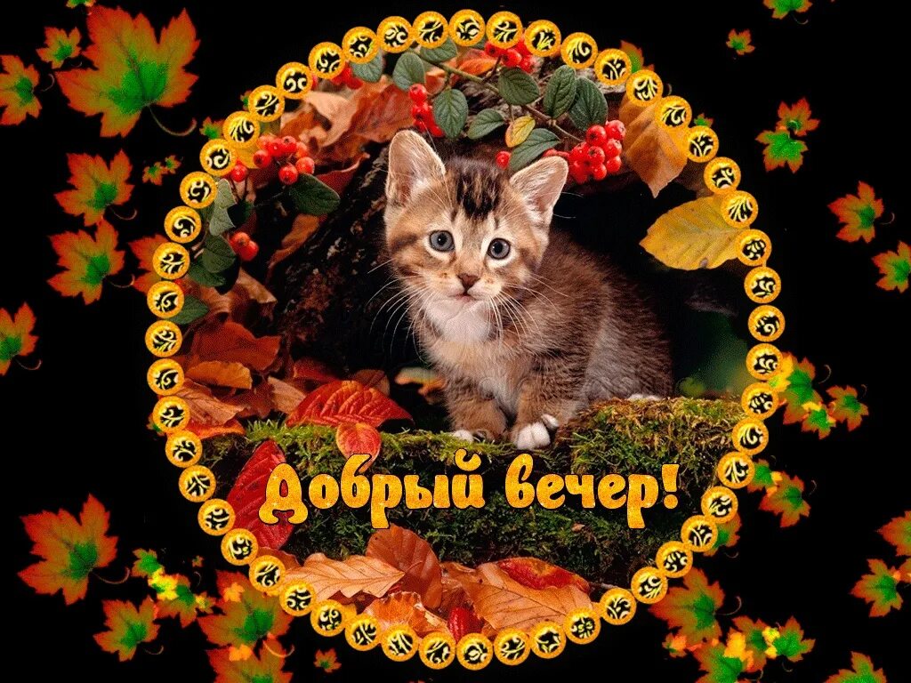 Картинки добрый вечер октября с животными Добрый вечер, друзья!!! День прошел, уж вечер рядом. Так пускай же он в награду.