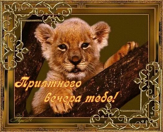 Картинки добрый вечер октября с животными Pin by Ходар Лорик on Добрый вечер Cute good morning quotes, Cute good morning, 