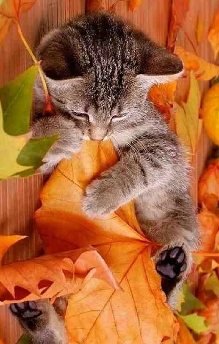 Картинки добрый вечер осенние прикольные позитивные Pin by Nikita on Miau, es otoño Cats, Cute cats, Animals beautiful