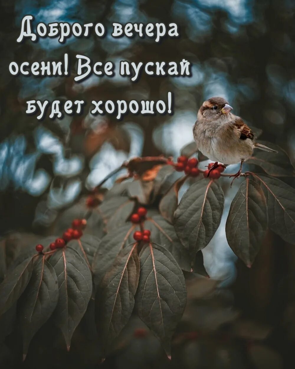 Картинки добрый вечер осенние прикольные позитивные Красивые осенние открытки "Добрый вечер!" (125 шт.