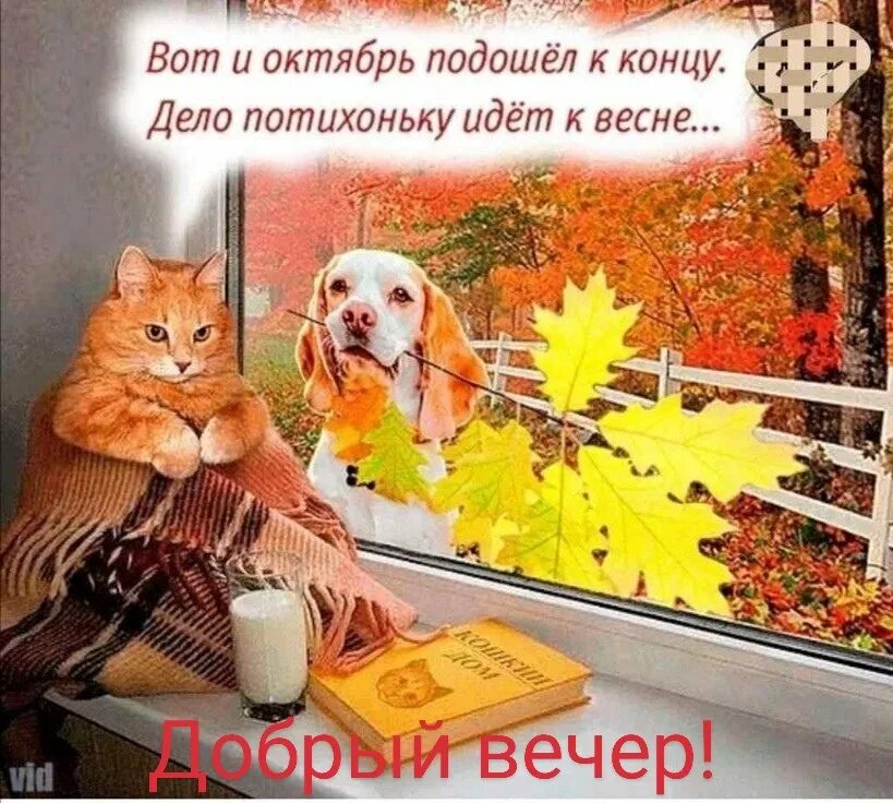 Картинки добрый вечер осенние прикольные позитивные ПРИВЕТСТВИЯ и ПОЖЕЛАНИЯ, открытки на каждый день. - 31 октября 2023 в 16:19