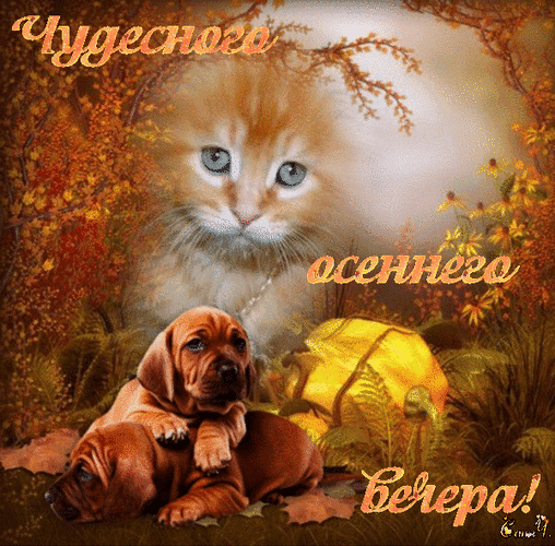 Картинки добрый вечер осенние смешные Анимированная открытка для тебя