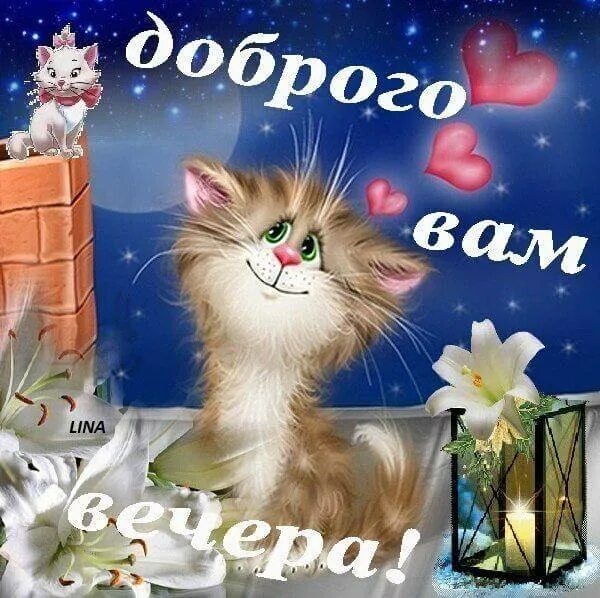 Картинки добрый вечер прикольные смешные ПРИВЕТСТВИЯ и ПОЖЕЛАНИЯ, открытки на каждый день. - 20 ноября 2021 в 17:15