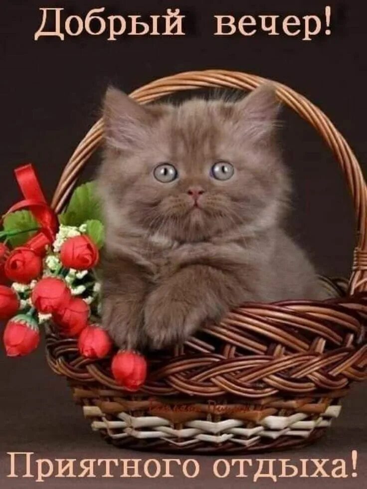 Картинки добрый вечер с кошечками Добрый вечер!!! Милые котики, Цветы на рождение, Милые открытки