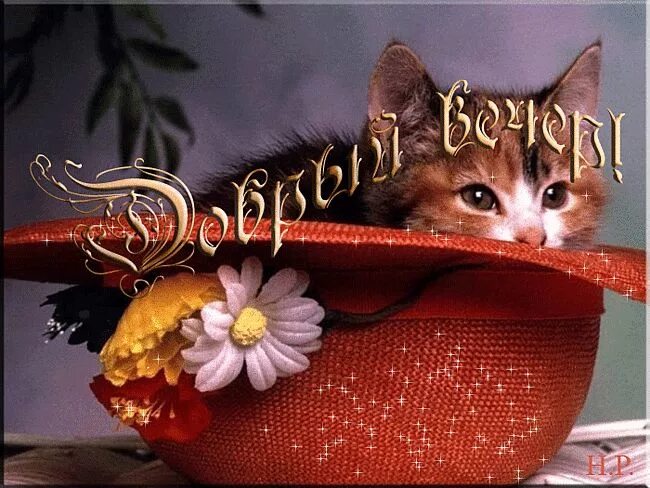 Картинки добрый вечер с кошечками ● ♥ ๑ஐ ♥ КРАСИВЫЕ ОТКРЫТКИ .*● ♥ ๑ஐ ♥ Animals, Wellness programs, Good evening