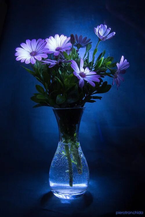 Картинки добрый вечер с цветами Pin on Florales