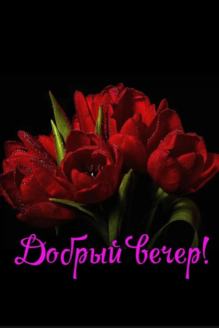 Картинки добрый вечер с цветами Пин на доске Спокойной ночи Цветы, Романтический вечер