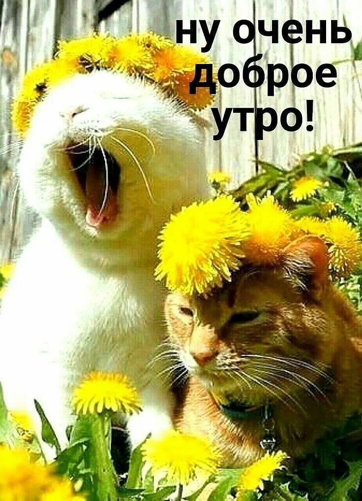 Картинки добрый юмор позитивные Pin on доброе утро Good morning, Women humor, Animals