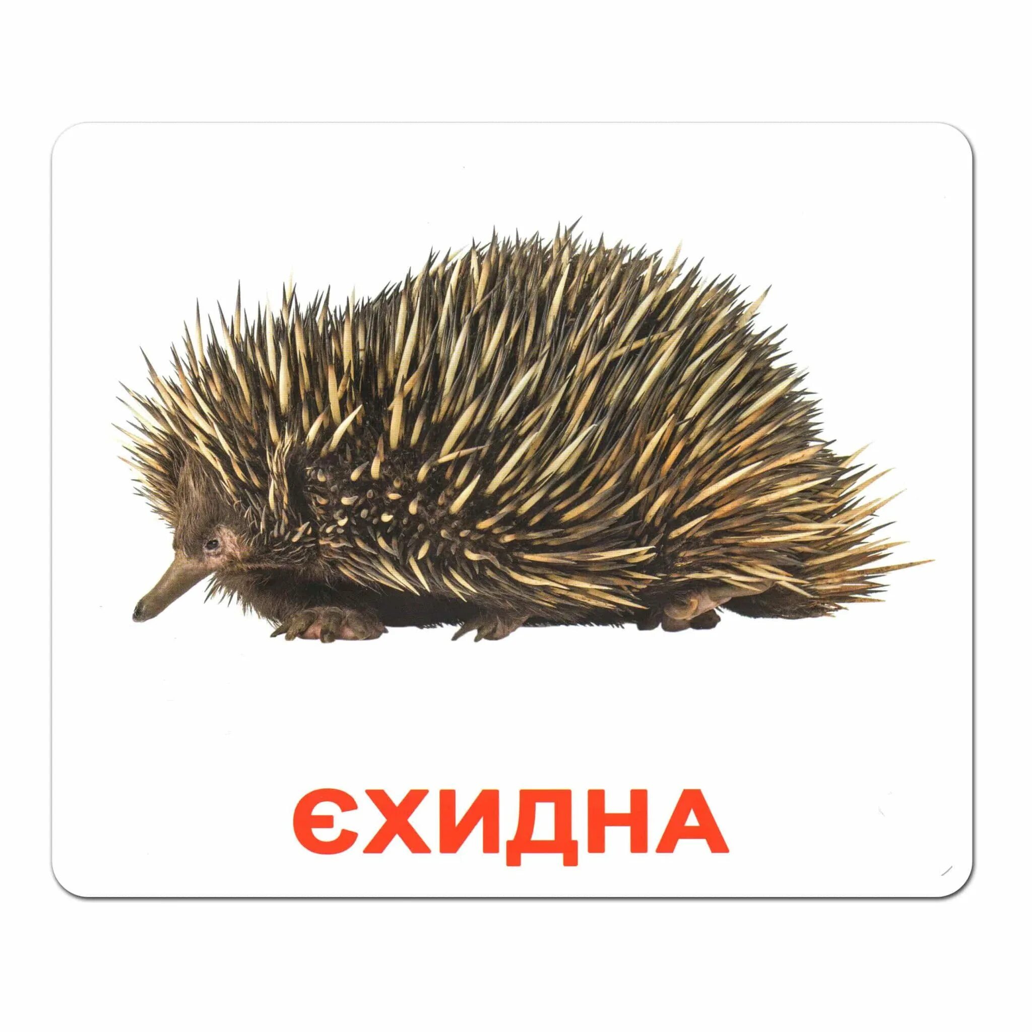 Картинки домана животные Мини-карточки Домана "Семья" на укр. Вундеркинд с пеленок - Карточки Домана