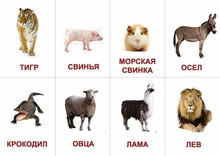 Картинки домана животные Развивающие карточки Стратегии обучения, 29 лет