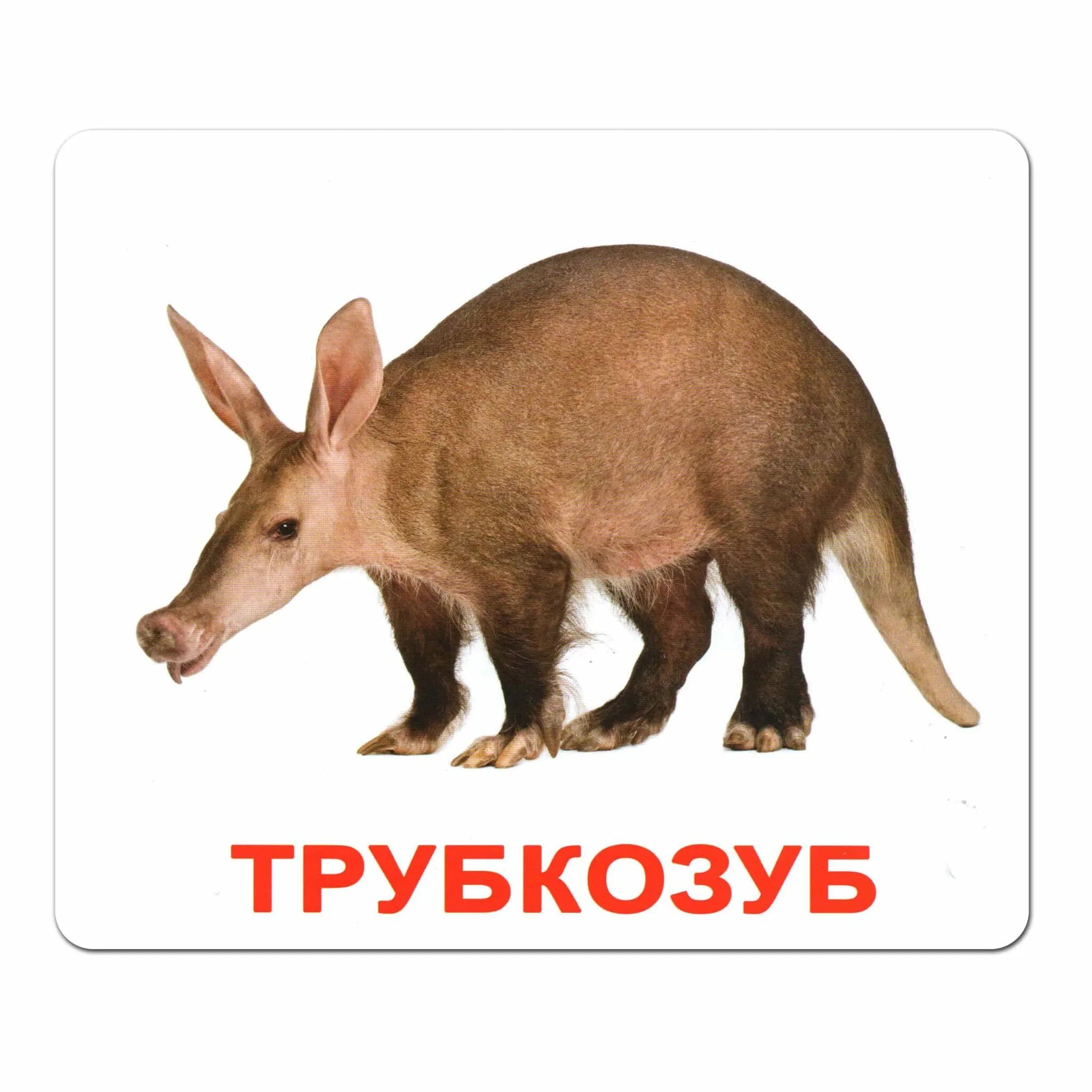 Картинки домана животные Мини-карточки Домана "Семья" на укр. Вундеркинд с пеленок - Карточки Домана
