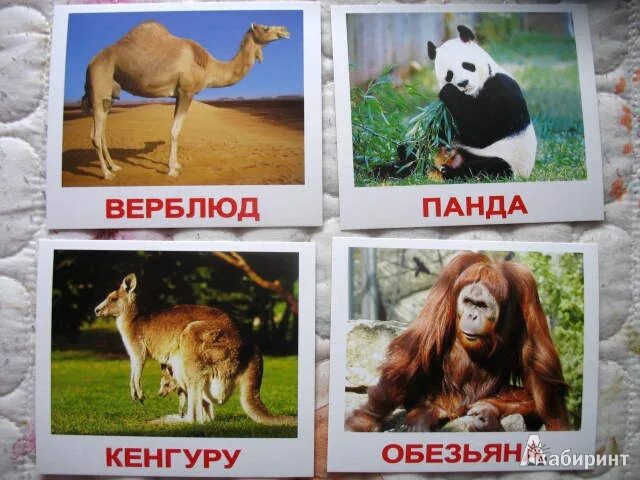Картинки домана животные Иллюстрация 8 из 14 для Комплект карточек "Дикие животные" - Носова, Епанова Лаб