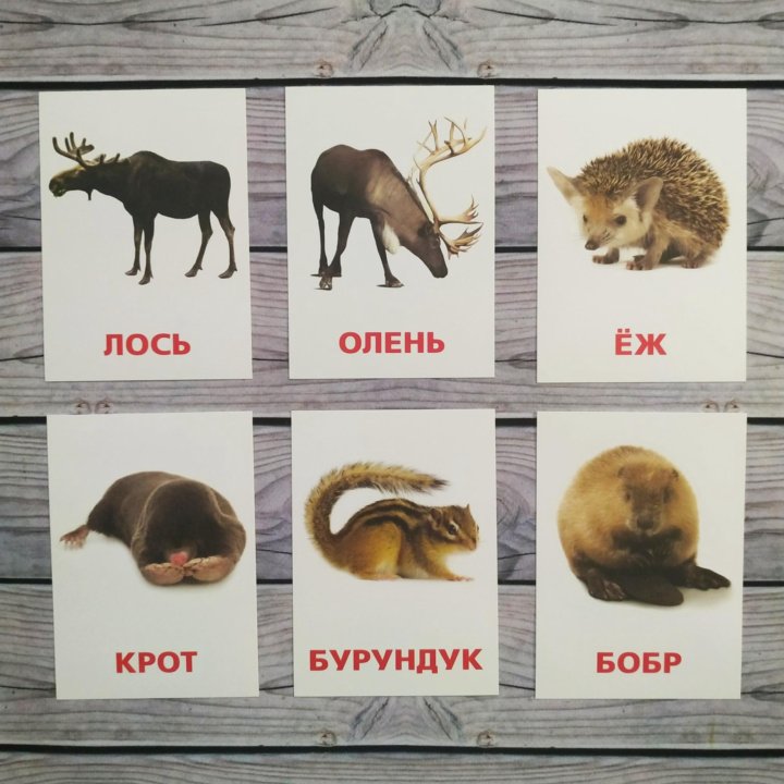 Картинки домана животные Неактивно