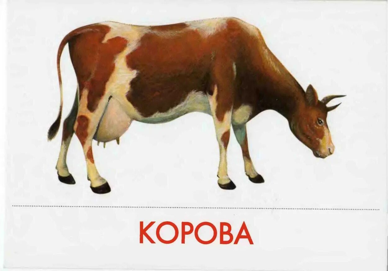 Картинки домашние животные для детей детского сада Дидактические карточки Домашние животные и их детеныши Дефектология Проф