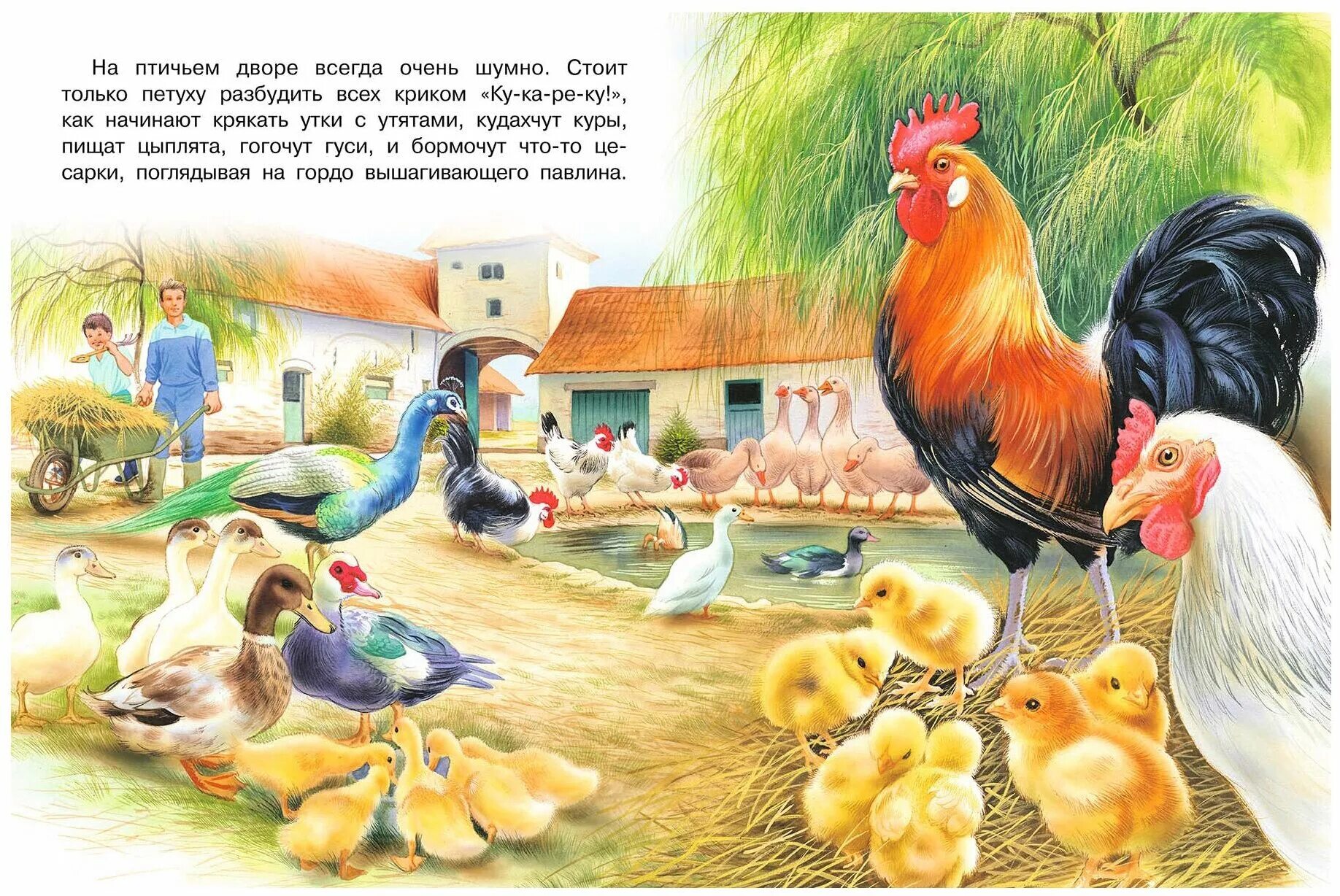 Картинки домашние животные и птицы Гурина И. "Познавательное чтение. На ферме" - купить в интернет-магазине по низк
