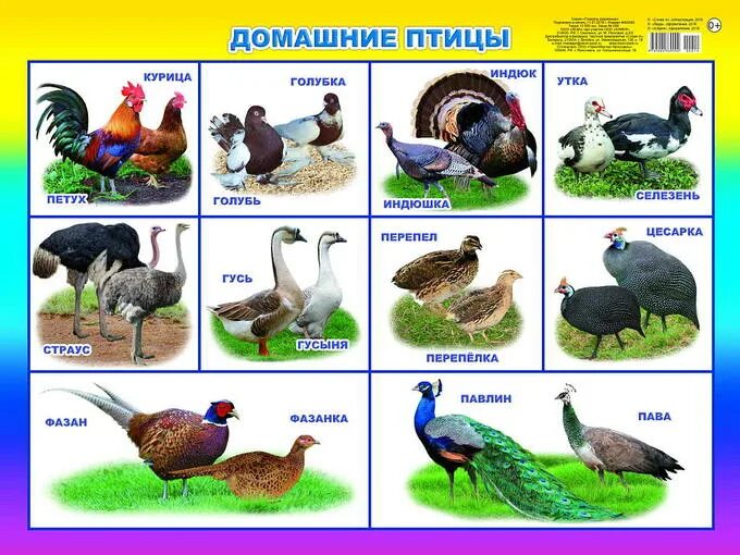 Картинки домашние животные и птицы Домашние птицы 00014 ПЛАКАТЫ на картоне. Учебная литература