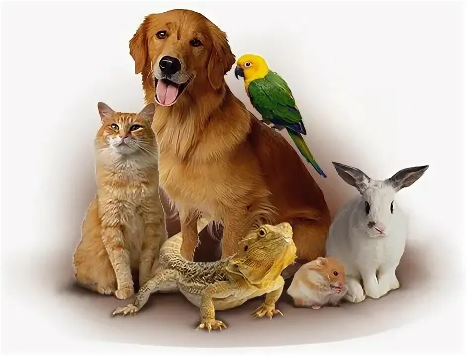 Картинки домашних животных 2 Meow, жануарлар дүкені, Қазақстан, Алматы, Брусиловский көшесі, 167блок5 - Яндек