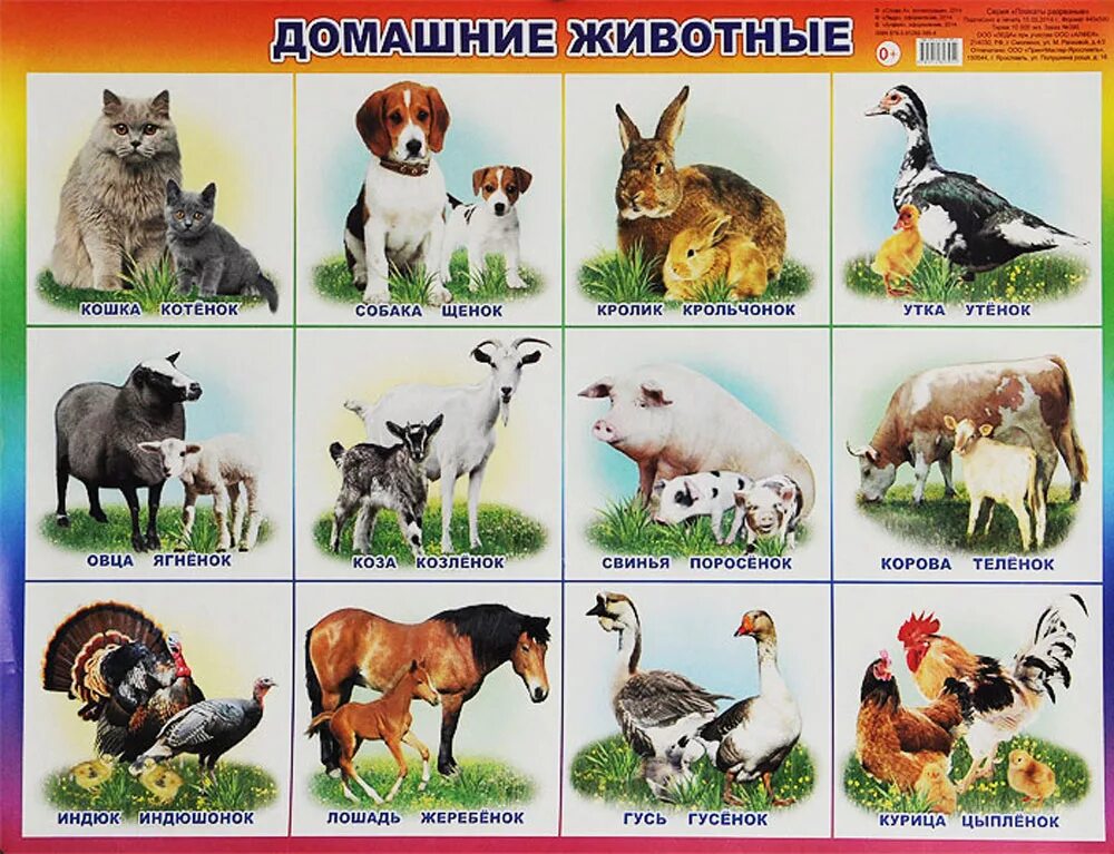 Картинки домашних животных для детей распечатать цветные Алфея Обучающий плакат Домашние животные - купить с доставкой по выгодным ценам 