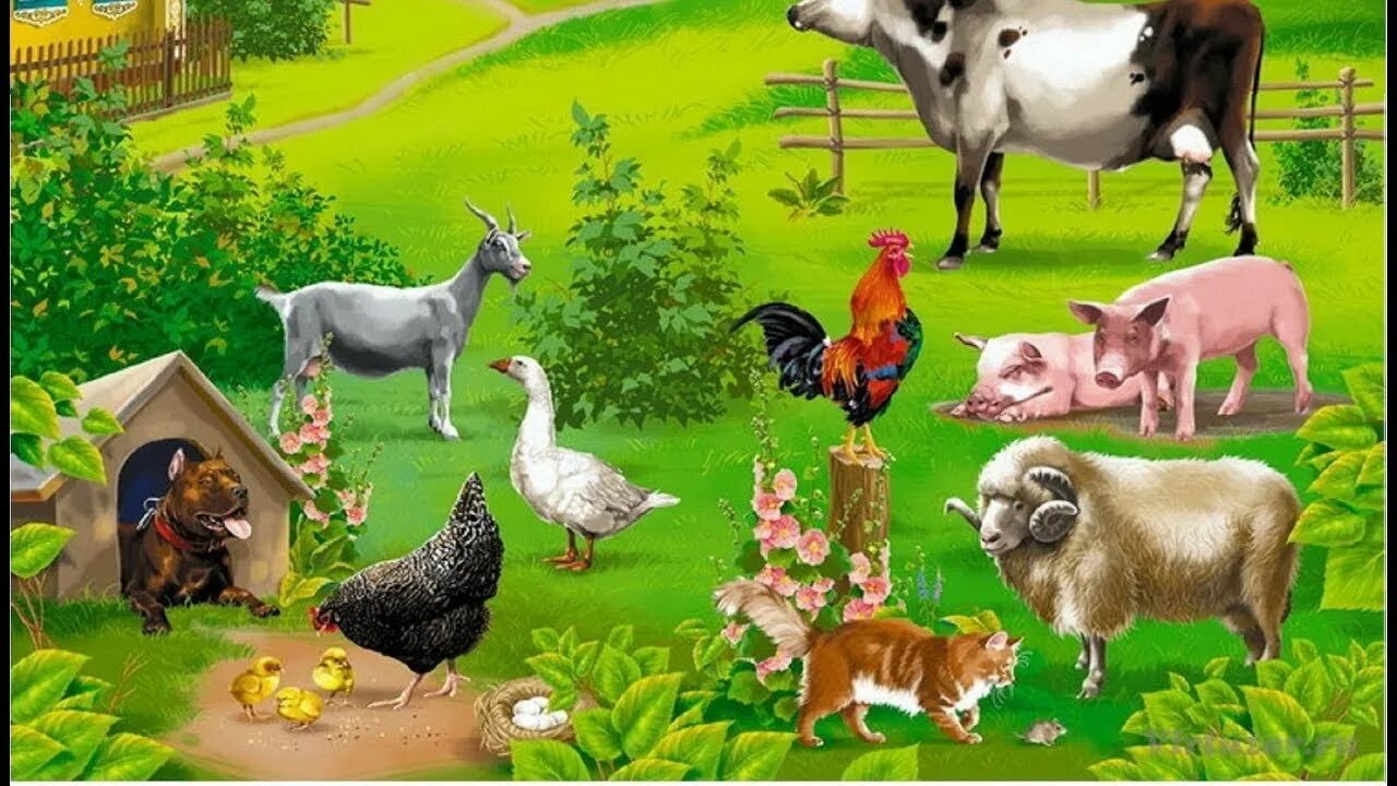 Картинки домашних животных двор Farm animals - cow, sheep, horse, goat, chicken, duck, animal sounds - YouTube