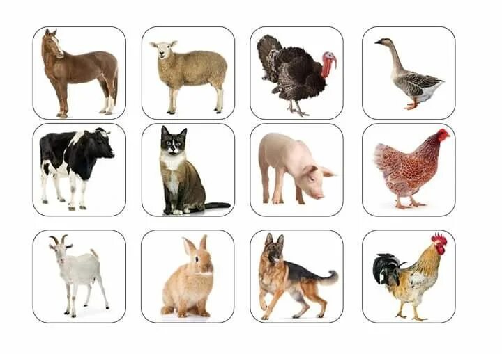 Картинки домашних животных карточки Pin by Annalisa D'Ajello on attenzione Nature kids, Preschool fun, Animal pictur