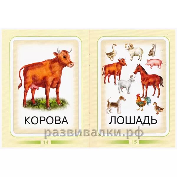 Картинки домашних животных карточки Книжка "Домашние животные" купить за 114.00 руб. - Бесплатная доставка - Интерне