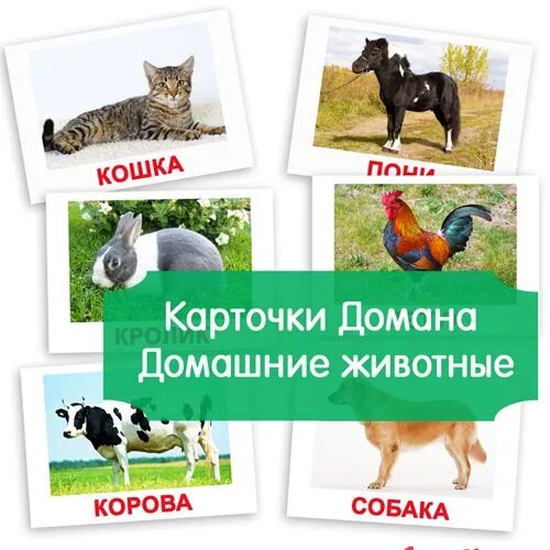 Картинки домашних животных карточки картинки домашние животные для детей, карточки Домана Картинки домашних животных