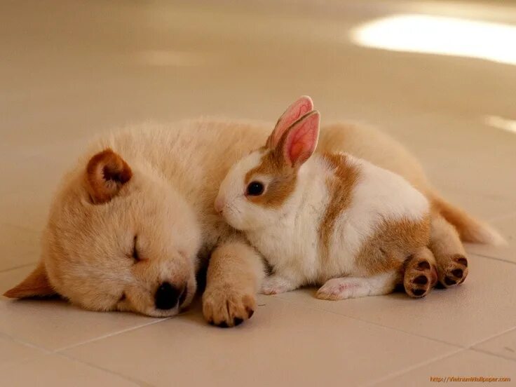 Картинки домашних животных милые Hey, wake up! Animal Space Cute animals, Baby animals, Animals beautiful