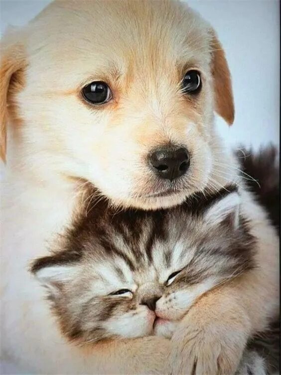 Картинки домашних животных милые 6 Tips To Manage A Large Pet Family In A Small Home Cute dogs, Cute cats and dog