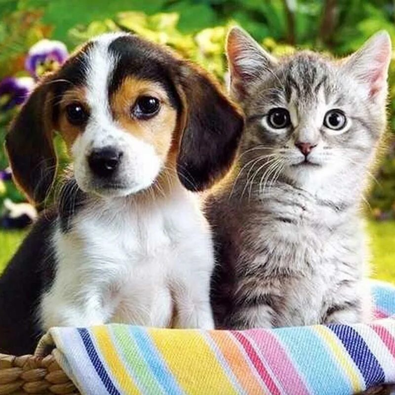 Картинки домашних животных милые Full 5D Diy Diamond Painting Dog and Cat Diamond Embroidery Cross Stitch Home De