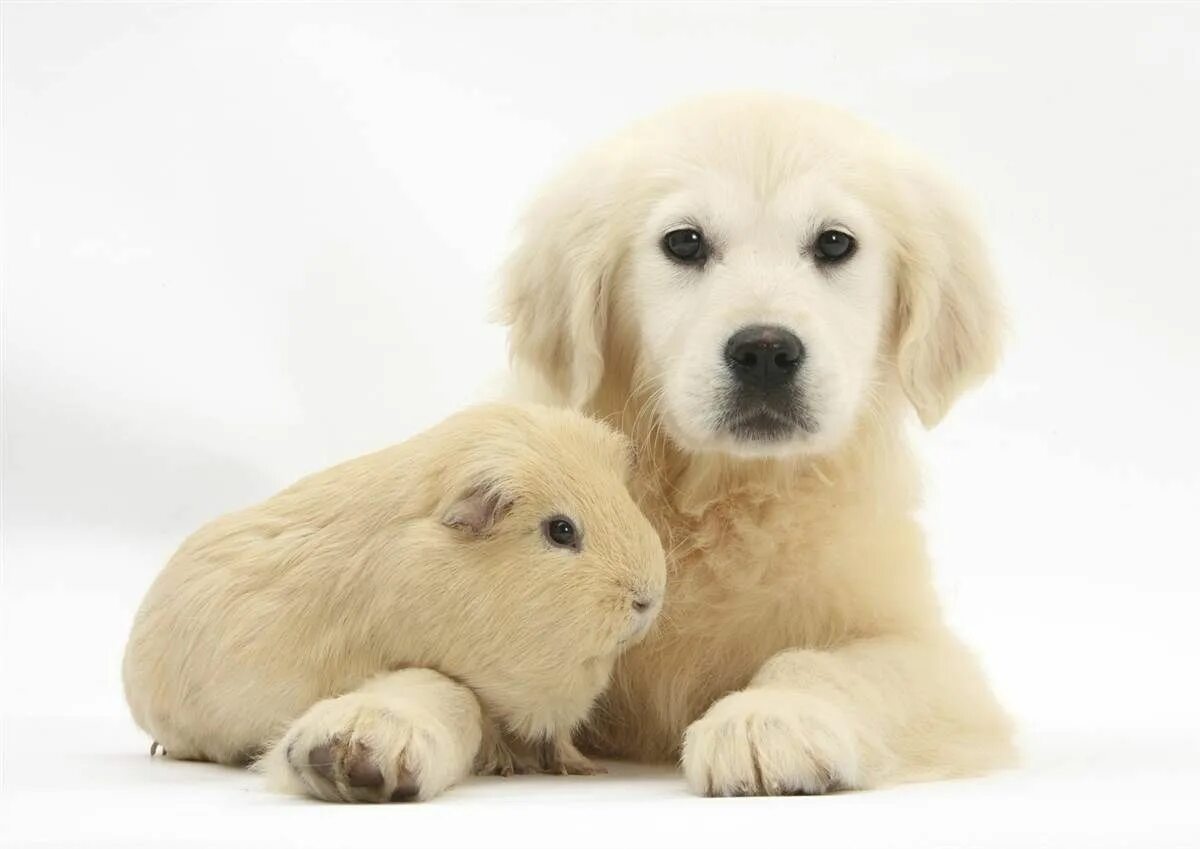Картинки домашних животных милые SO....MUCH......CUTE.... #DeadOfCute Детеныши животных, Самые милые животные, Ще