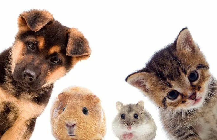Картинки домашних животных милые How to choose the perfect pet for your family Guinea pigs, Dog care, Puppy pictu