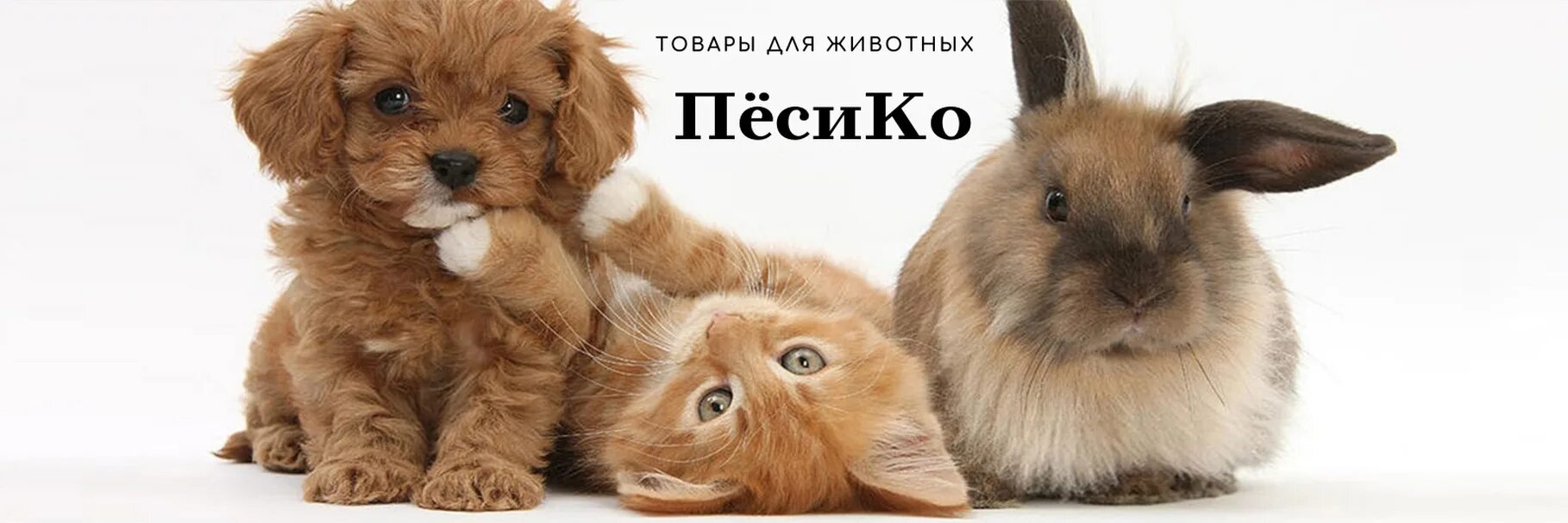 Картинки домашних животных милые Товары для животных ПесиКо Ухта Всё для ваших любимцев Доставка по Республике Ко
