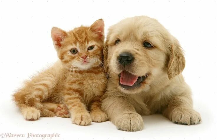 Картинки домашних животных милые cute puppies and kittens - Google Search Cute puppies and kittens, Kittens and p