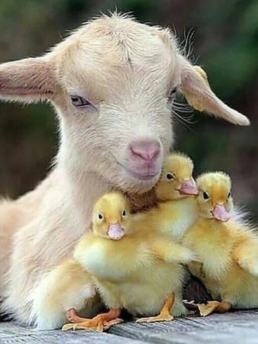Картинки домашних животных милые Most followed people on Instagram. View photos, videos and stories Cute baby ani