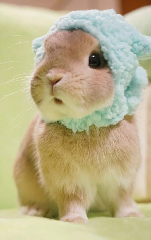 Картинки домашних животных милые Pin on So cute! Cute baby animals, Baby animals, Fluffy animals