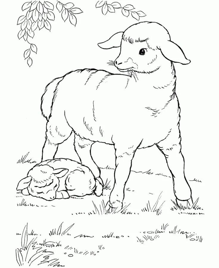 Картинки домашних животных раскраска sheep_cl_04.gif (980 × 1200) Animal coloring pages, Farm animal coloring pages, 