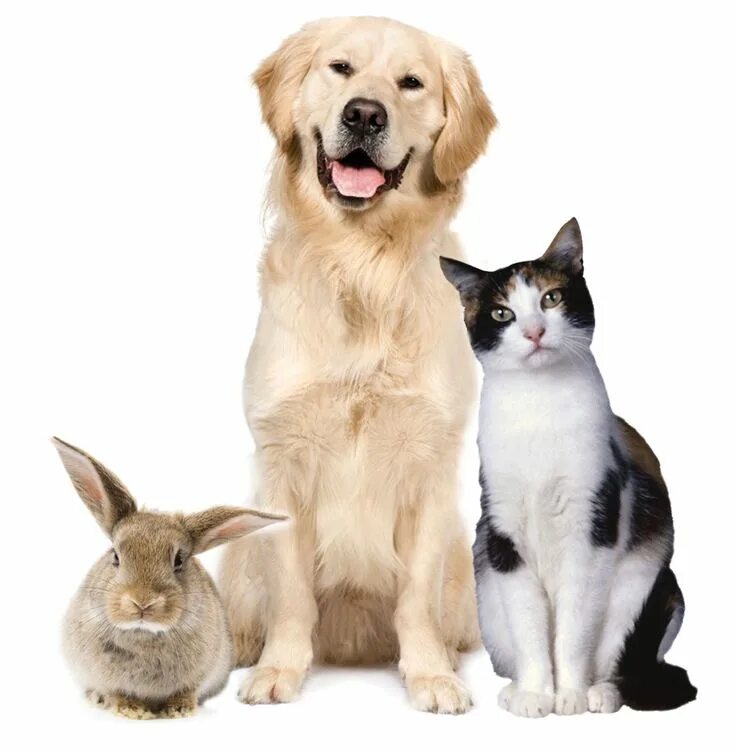 Картинки домашних животных собаки Pin by Sandeep Kumar on Animal Animals, Pet clinic, Dog cat