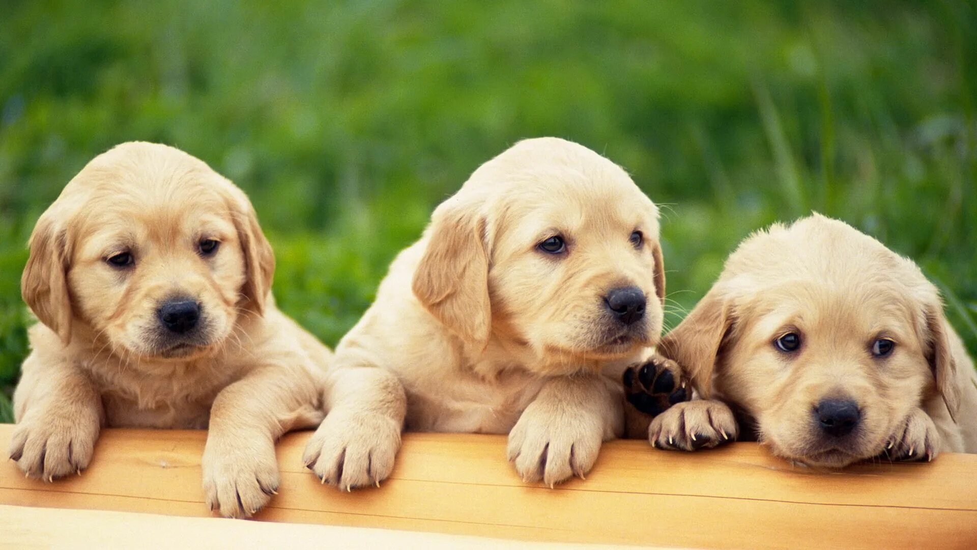 Картинки домашних животных собаки Download desktop wallpaper Three puppies Cute animals puppies, Cute dogs, Cute p