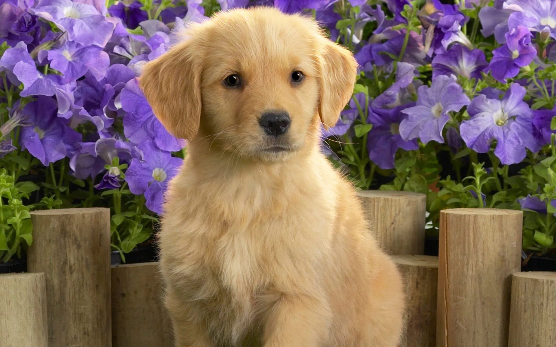 Картинки домашних животных собаки Yellow labrador puppy Desktop wallpapers 1024x1024