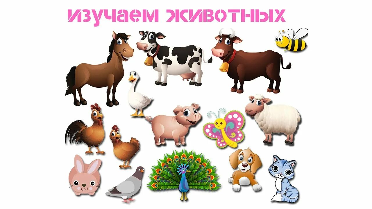 Картинки домашних животных цветные красивые Животные/Развивающий мультик для детей/ Интересные мультики/ - YouTube