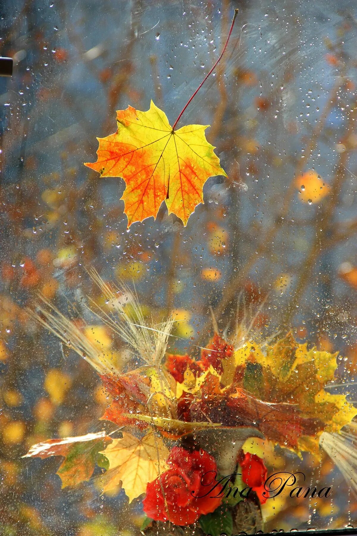 Картинки дождливая осень красивые с пожеланиями Leaf in the rain by Ana Pana on 500px Art, Autumn rain, Painting