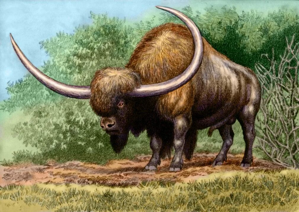 Картинки древних животных Bison latifrons by WillemSvdMerwe on DeviantArt Prehistoric animals, Prehistoric