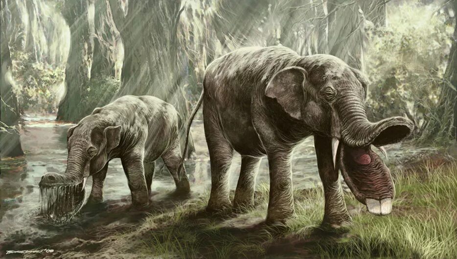 Картинки древних животных Platybelodon All Species Wiki Fandom