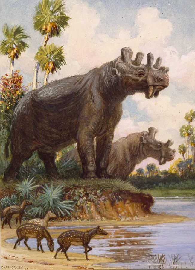 Картинки древних животных The Six-horned Uintatheres Thrived Photograph by Charles R. Knight Prehistoric w