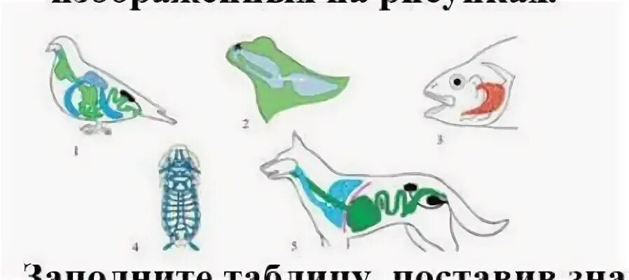 Картинки дыхание животных 1. По рисункам определите типы дыхания (трахеи, жабры, легкие, кожа) животных и 