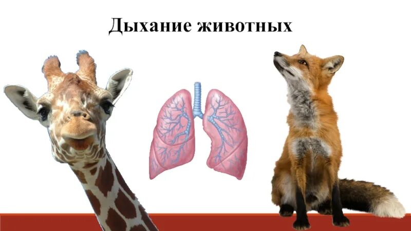 Картинки дыхание животных Ответь на вопрос и получи балл!1. Процесс создания зелеными растениями сложных п