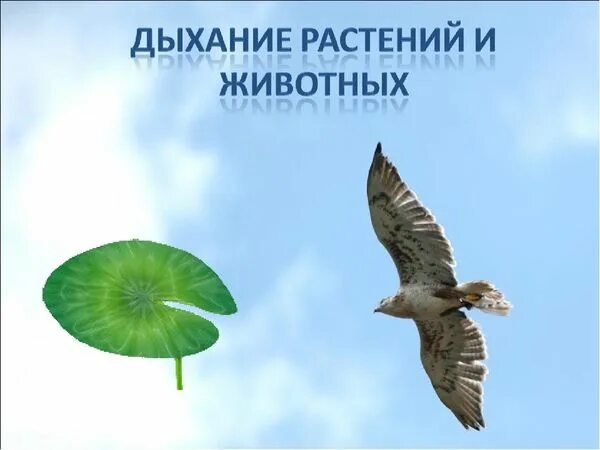 Картинки дыхание животных ДЫХАНИЕ РАСТЕНИЙ И ЖИВОТНЫХ Quizalize