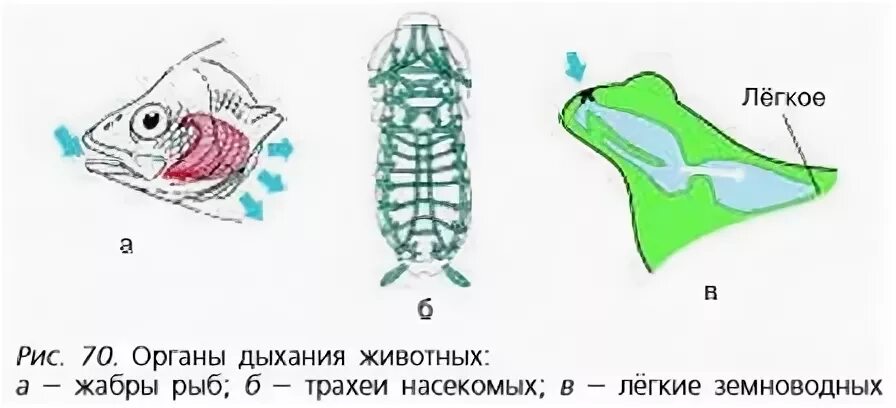 Картинки дыхание животных Дыхание растений и животных