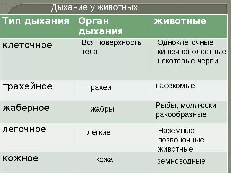 Картинки дыхание животных Дыхание животных